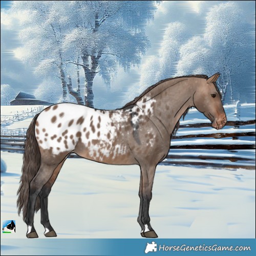 Horse Color:Bay Dun Blanket