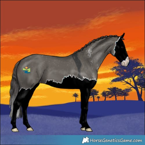 Horse Color:Grullo Sabino Splash Varnish 
