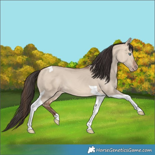 Horse Color:Amber Champagne Dun Tobiano