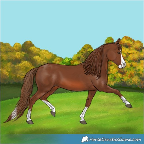 Horse Color:Chestnut Splash 
