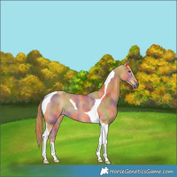 Horse Color:Nacre Chestnut Tobiano 