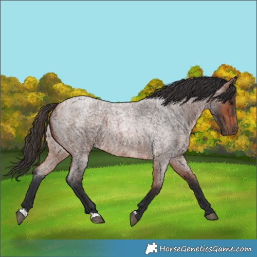 Horse Color:Bay Roan