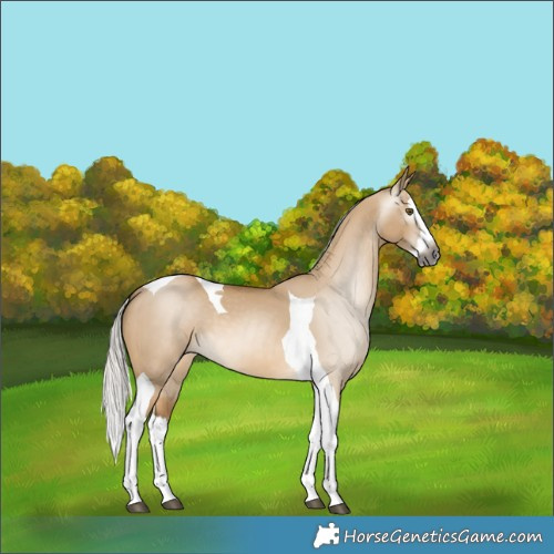 Horse Color:Gray Silver Buckskin Dun Splash Tobiano 
