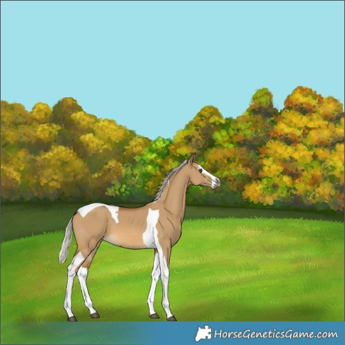 Horse Color:Gray Silver Buckskin Dun Splash Tobiano 