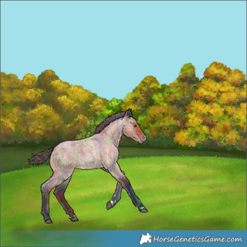 Horse Color:Nacre Bay Roan Appaloosa 