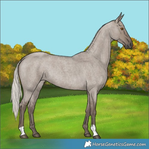 Horse Color:Silver Grullo Roan