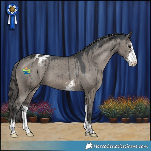 Horse Color:Grullo Mushroom Sabino Appaloosa Brindle