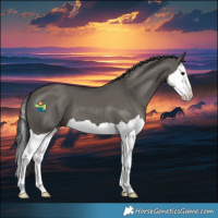 Horse Color:Grullo Splash