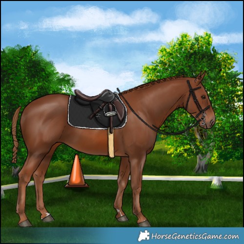 Horse Color:Chestnut 