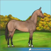 Horse Color:Bay Dun