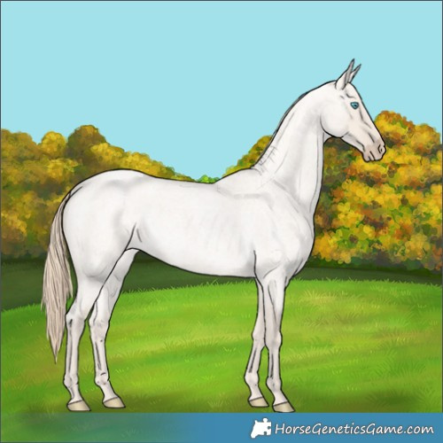 Horse Color:Smoky Creme Roan Dun 
