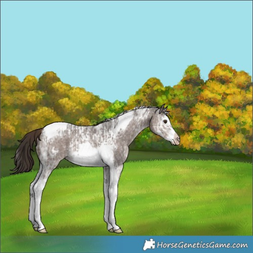 Horse Color:Liver Chestnut Ice Sabino Splash Tobiano Appaloosa Rabicano and Liver Chestnut Ice Sabino Splash Tobiano Frame Appaloosa Rabicano