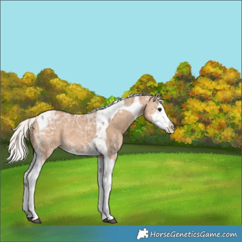 Horse Color:Silver Bay Ice Dun Splash Tobiano Appaloosa Rabicano