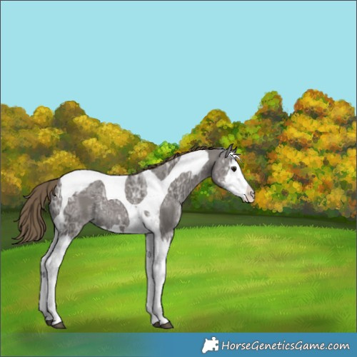 Horse Color:Smoky Grullo Ice Sabino Splash Tobiano Appaloosa Rabicano 