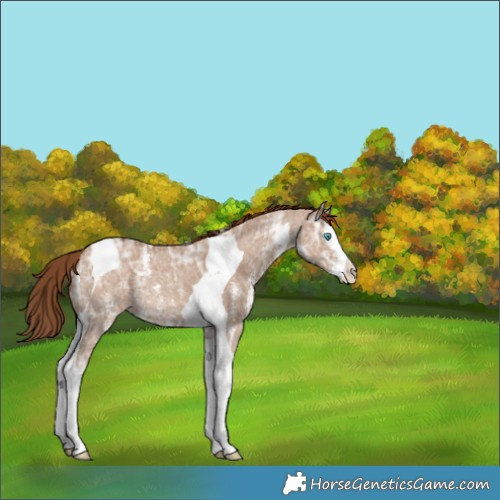 Horse Color:Red Dun Ice Sabino Splash Tobiano Appaloosa Rabicano