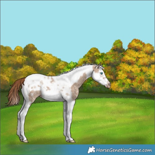 Horse Color:Red Dun Ice Splash Tobiano Frame Appaloosa Rabicano 