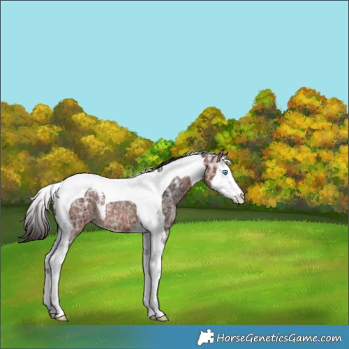 Horse Color:Bay Ice Splash Tobiano Appaloosa Rabicano 