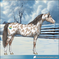 Horse Color:Liver Red Dun Near Leopard 