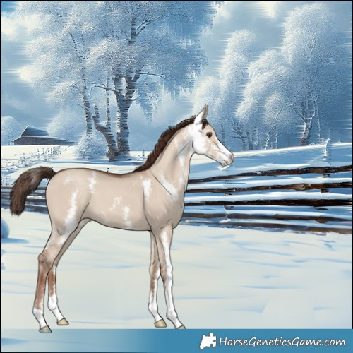 Horse Color:Classic Champagne Dun Sabino