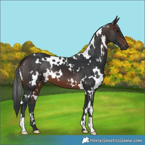 Horse Color:White Spotted Brown 