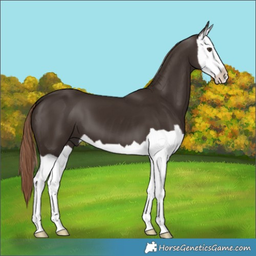 Horse Color:Liver Chestnut Splash 
