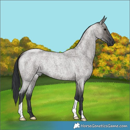 Horse Color:Grullo Roan 