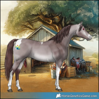 Horse Color:Chocolate Bay Chinchilla Tobiano