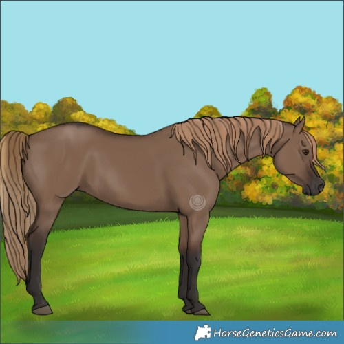 Horse Color:Liver Red Dun Rabicano 