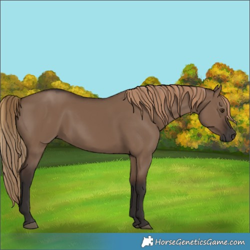 Horse Color:Liver Red Dun Rabicano 