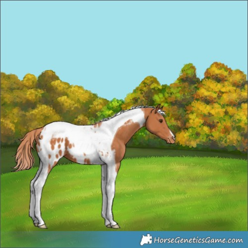 Horse Color:Chestnut Tobiano Appaloosa