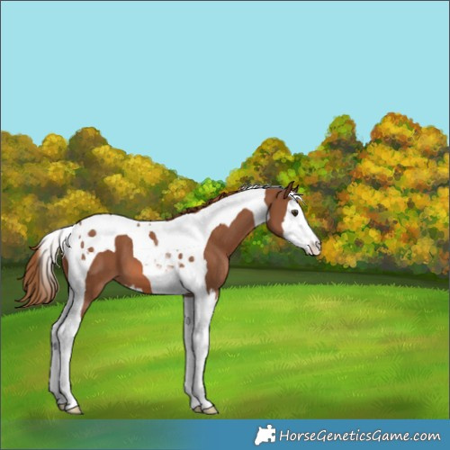 Horse Color:Chestnut Splash Tobiano