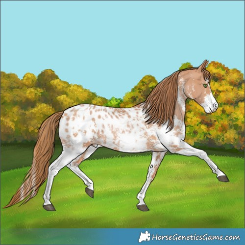 Horse Color:Bay Snowdrop Pearl Sabino Appaloosa 