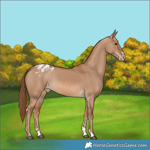 Horse Color:Red Dun Appaloosa 