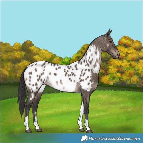 Horse Color:Brown Dun Sabino Tobiano Appaloosa