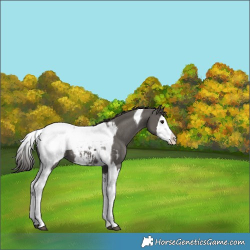 Horse Color:Grullo Sabino Splash Tobiano Appaloosa
