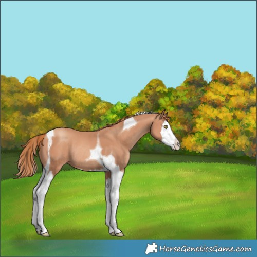 Horse Color:Gold Champagne Splash Tobiano Appaloosa Rabicano 