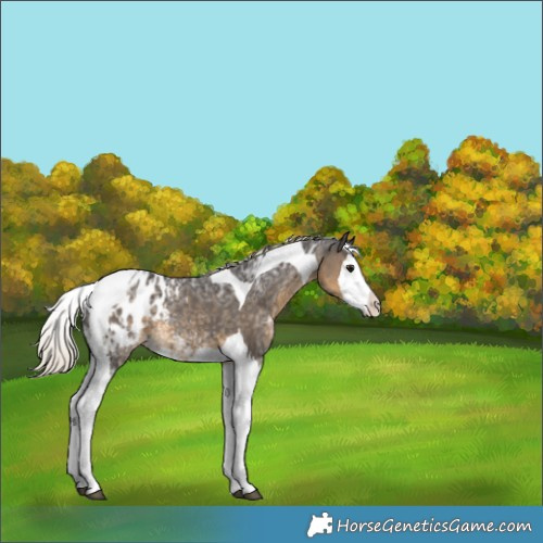Horse Color:Silver Smoky Black Ice Splash Tobiano Appaloosa Rabicano 
