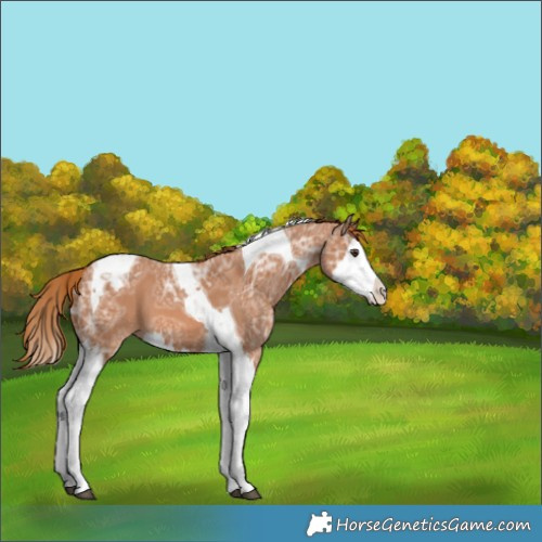 Horse Color:Chestnut Ice Splash Tobiano Appaloosa