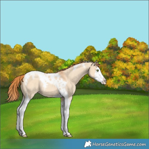 Horse Color:Gold Champagne Dun Splash Tobiano Appaloosa Rabicano