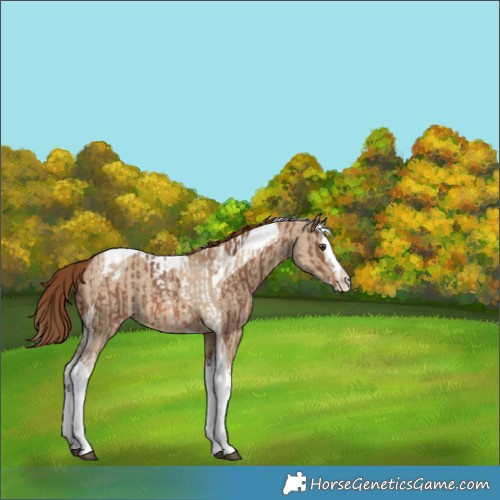 Horse Color:Chestnut Sabino Splash Tobiano Appaloosa and Red Dun Splash Tobiano Appaloosa