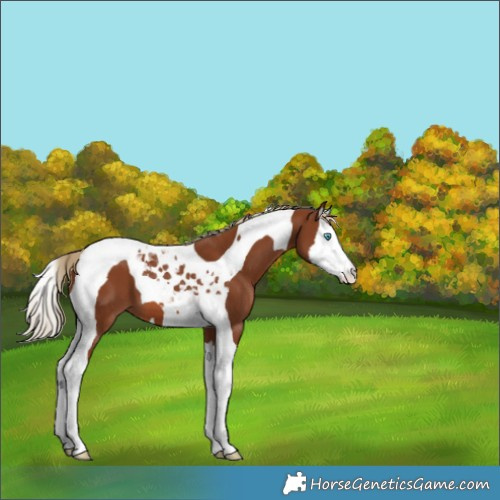 Horse Color:Chestnut Splash Tobiano Appaloosa