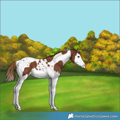 Horse Color:Chestnut Splash Tobiano Appaloosa