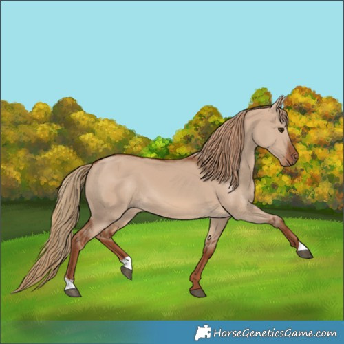 Horse Color:Red Dun 