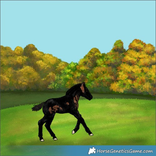 Horse Color:Void Bay Sabino Splash Tobiano 