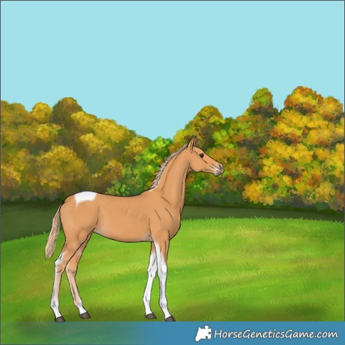 Horse Color:Chestnut Tobiano