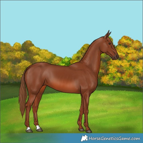 Horse Color:Chestnut 