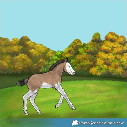 Horse Color:Bay Dun Splash