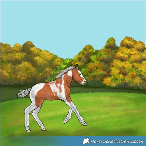 Horse Color:Silver Bay Splash Tobiano 