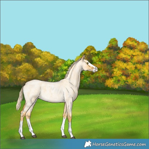 Horse Color:Palomino Roan Dun Splash