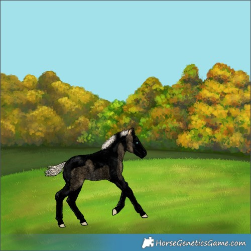 Horse Color:Void Palomino Roan Splash Tobiano